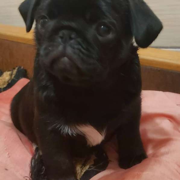 Щенки мопса в Калининграде фото 11