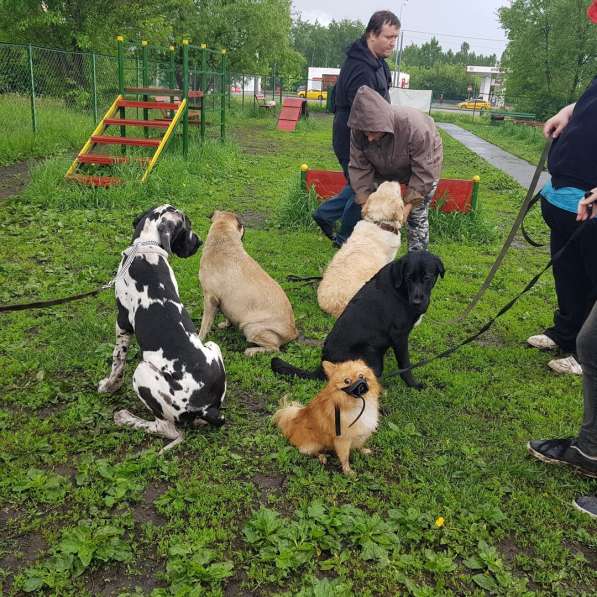 Дрессировка собак на площадке в Москве