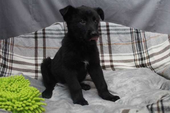 Черный щенок со звездочкой на груди в Санкт-Петербурге фото 22