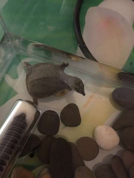 Черепаха Трионикс