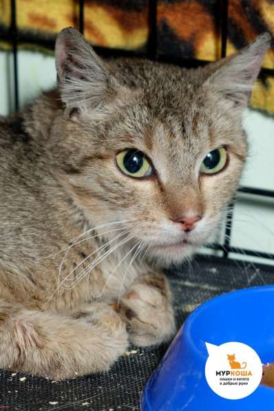 Кошечка Вайри в Москве