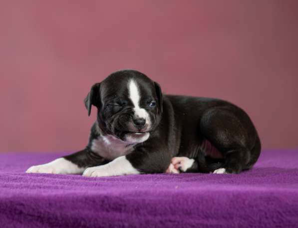 Девочка АмСтафф ищет самую лучшую семью в Санкт-Петербурге фото 9