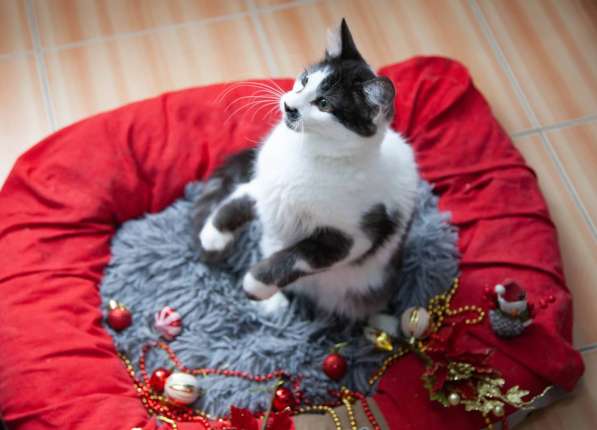 Отдам в добрые руки в Сочи фото 6