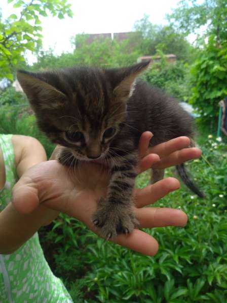 Котёнок - лапочка в Тольятти фото 9