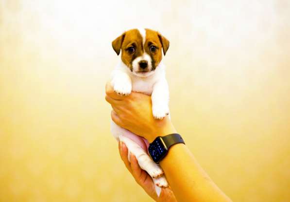 Щенки Джек Рассел терьер от титулованных родителей в Смоленске фото 11