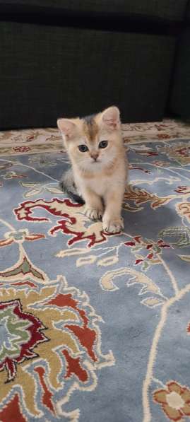 Scottish Golden Chinchilla в фото 9