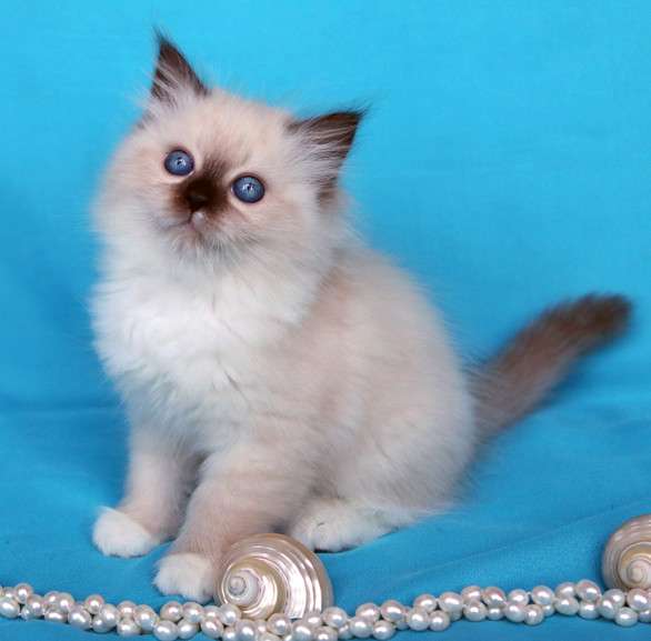 Сибирская кошечка Камелия в Москве