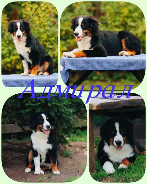 Миниатюрная американская овчарка в Домодедове фото 23