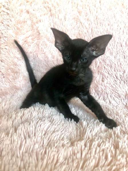 Черные эльфы в Москве фото 6