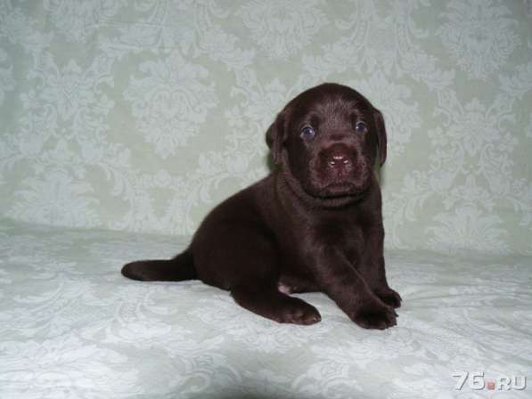 Шоколадный щенок лабрадора в Ярославле фото 4