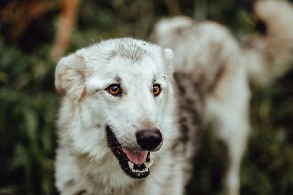 Очень ласковый пушистик ищет дом в Санкт-Петербурге фото 19