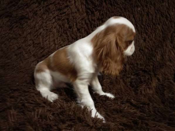 Щенки кавалер кинг чарльз спаниель