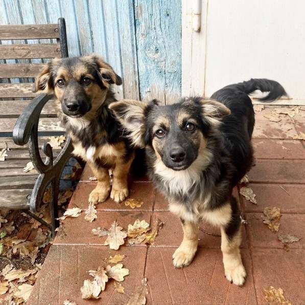 Коротколапые щенки в добрые руки в Москве фото 17