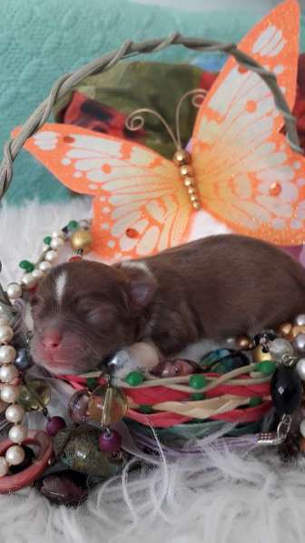 Chihuahua ❤❤❤ Один малыш ещё свободный в фото 12