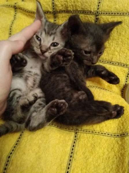 Кудрявые эльфы, каракулевые, элитные котята Девон-Рекс в Санкт-Петербурге фото 33