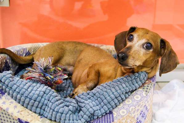 Зоогостиница BookingCat Люберцы/Жулебино в Люберцы фото 46