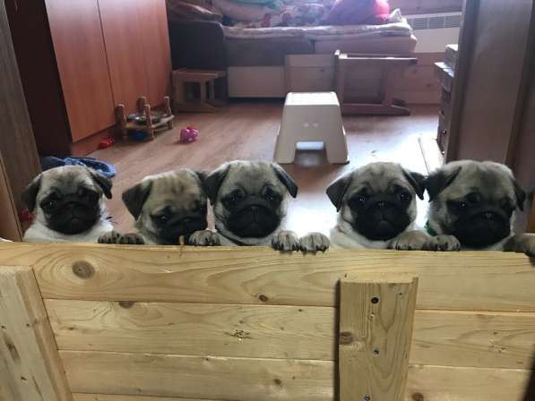 Продажа Мопсов в Великом Новгороде фото 7