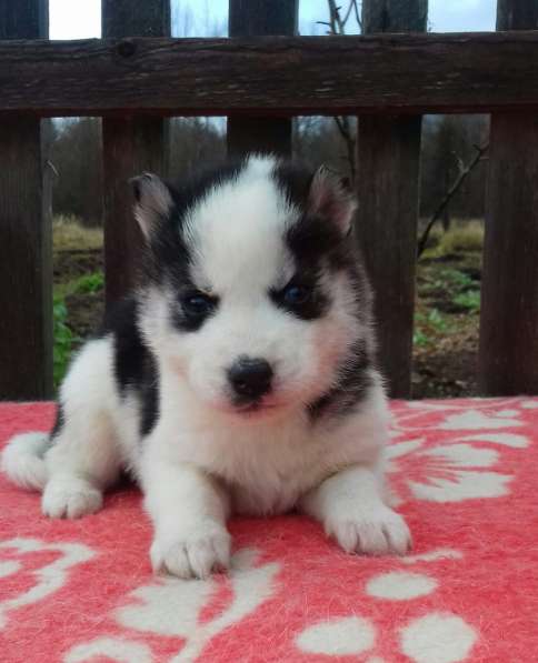 Мальчик Хаски в Москве фото 6