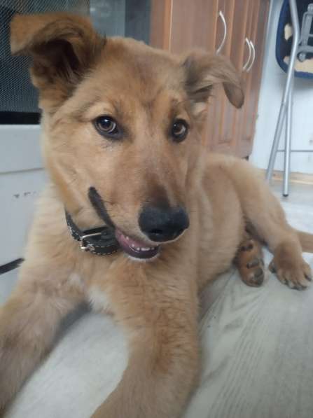 Красивые и очень умные щенки в Санкт-Петербурге фото 17