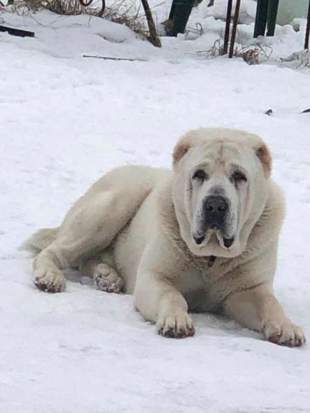 Вязка кобeль СAО Алабай в Балашихе фото 5