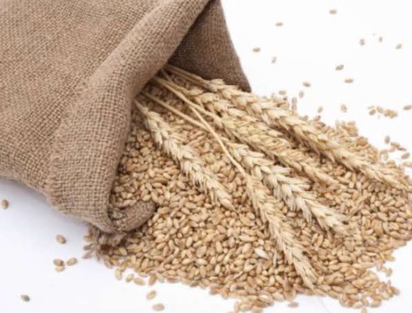 Продам зерно в Китай из Украины! 從烏克蘭向中國出售小麥 в фото 3