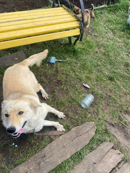 Отдам щенков от собаки, помесь лайки и хаски в Екатеринбурге фото 4