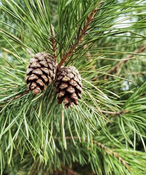 Сосны оптом. Елки