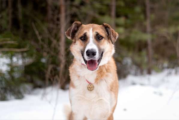 Матильда из мультфильма ищет дом в Москве фото 3