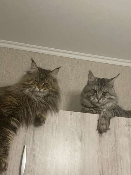 Продажа котят мейн- кун в Москве