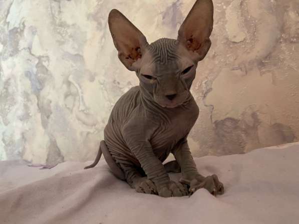 Котенок Сфинкс