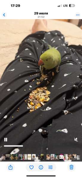 Ожереловый попугай