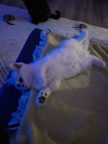 Британские котята в фото 4