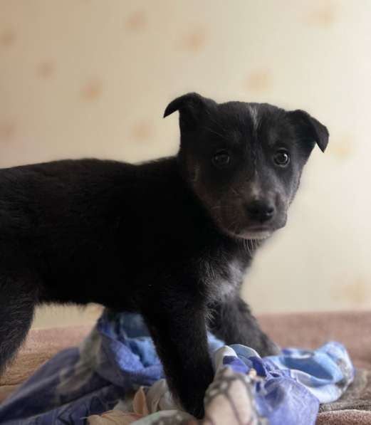 Отдам щенка в добрые руки. Беспородная в Екатеринбурге фото 4