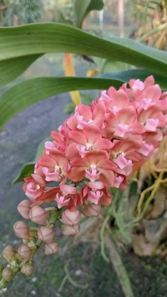 Орхидея Ванда в Челябинске фото 5