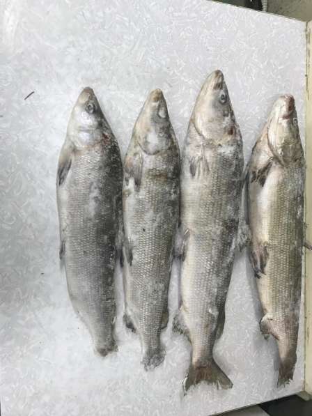 Рыба Муксун см-1450р. кг. хк.-1750р. кг в Сургуте фото 3
