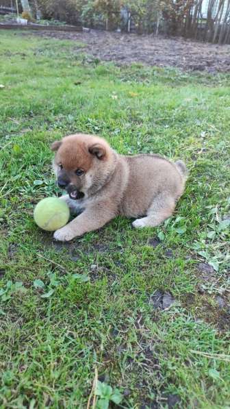 Сиба ину щенок в Москве фото 3