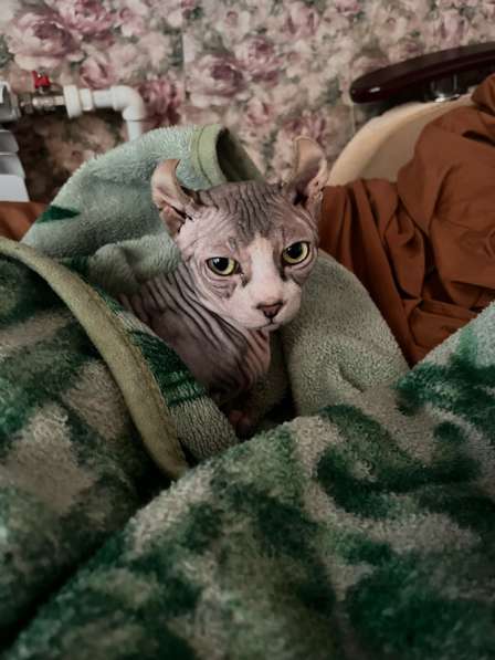 Сфинкс эльф