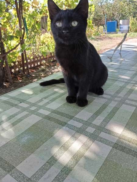 Самый лучший котенок