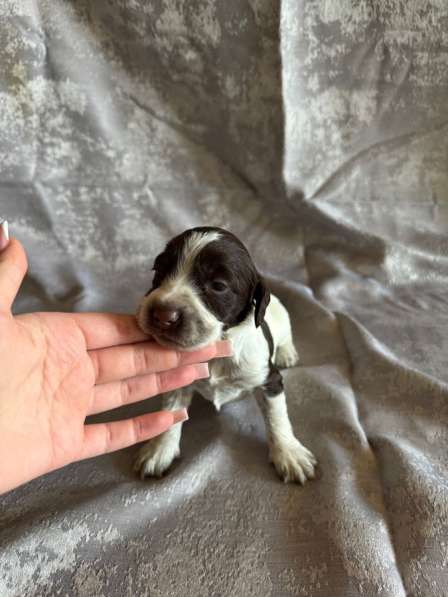 Щенки (Русский охотничий спаниель) в Уссурийске