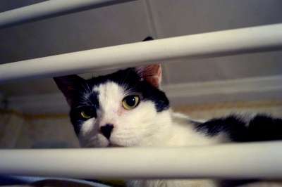 Отдам даром Кот Гриша в Санкт-Петербурге