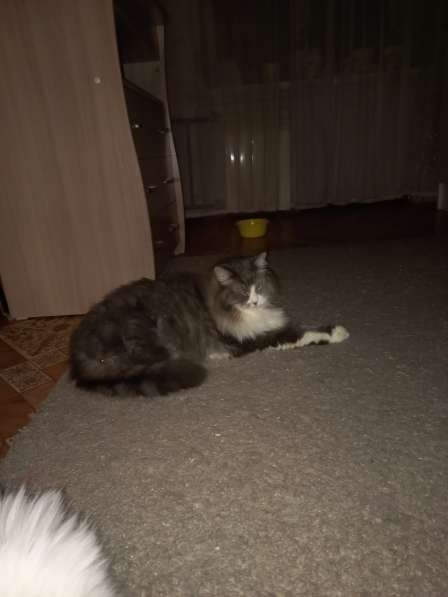 Кот сибиряк,4 года в Новосибирске фото 42