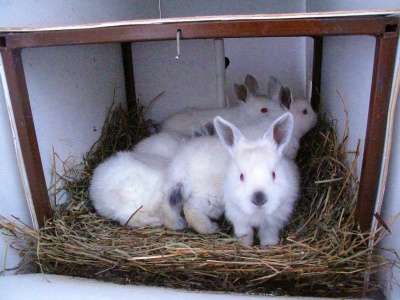 Кролики в Кирове фото 3