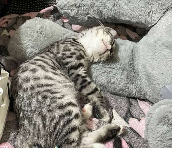 Бенгальский кот в Орле