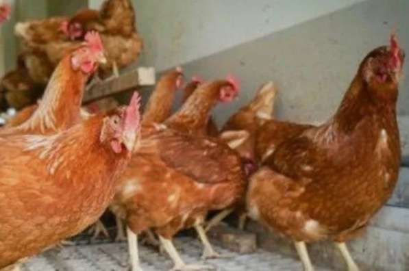 Куры несушки