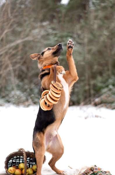 Добряк Стёпа ищет дом в Москве фото 8