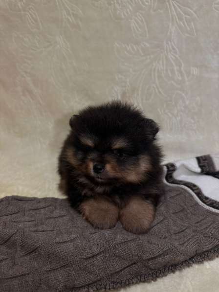 Померанский шпиц в 