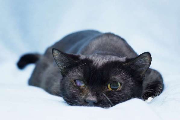 Котя ищет дом в Москве фото 6