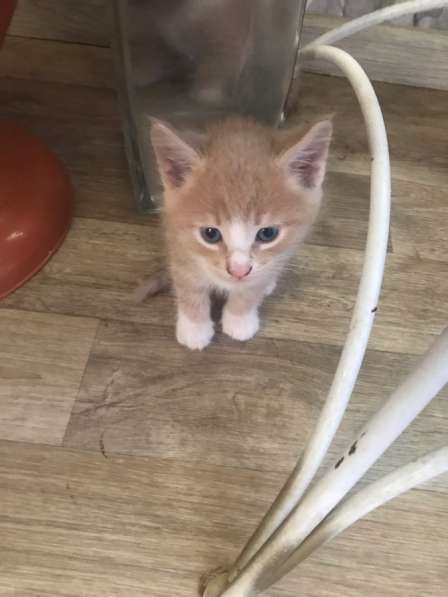 Котята в добрые руки в Тюмени