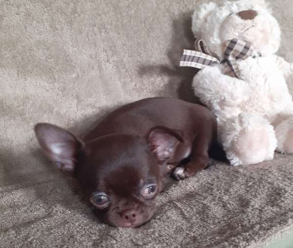 Шоколадный маленький щенок чихуахуа. РКФ Возможна доставка в Ейске фото 4