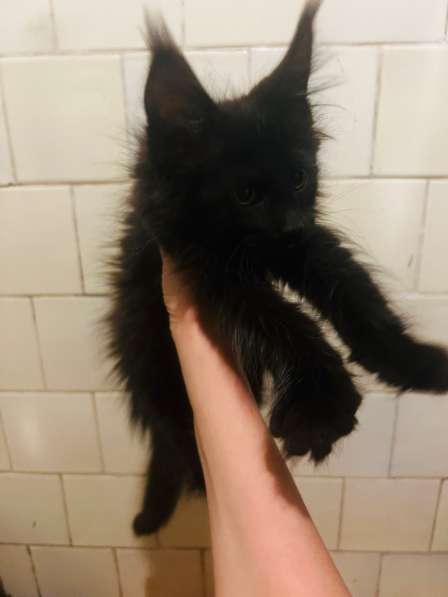 Котята мейн-кун в Нижнем Новгороде